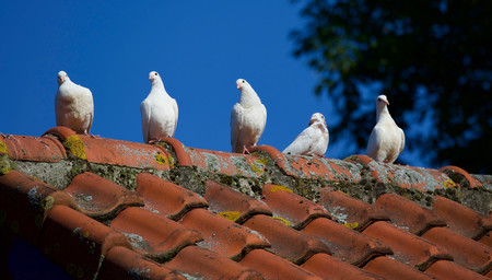 El misterioso caso de la paloma que salvó a un conductor de la multa de un radar por exceso de velocidad