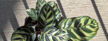 Las hojas de mi calathea se están marchitando ¿Qué puedo hacer para evitarlo? 