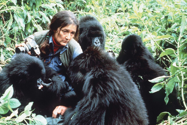 dian-fossey-gorilas