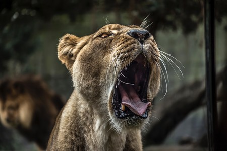 Halitosis: los motivos que pueden provocarte mal aliento