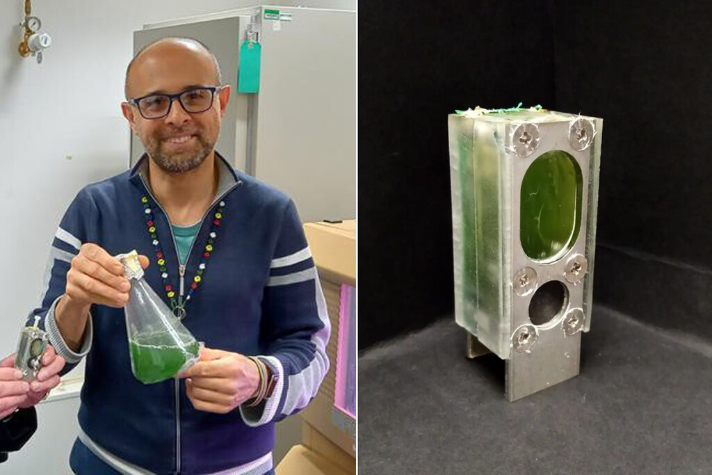 Unos científicos están construyendo un ordenador hecho de algas para que se alimente con la fotosíntesis