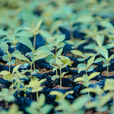 Cinco plantas que debes sembrar en otoño para tener flores en primavera: aguantan todo el invierno