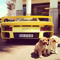 Supercarpups, esos dos perritos que posan con los coches de tus sueños