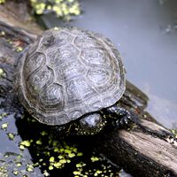 Científicos eliminaron miles de ranas toro para salvar a las tortugas nativas de una extinción silenciosa
