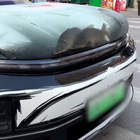 Convirtió el cofre de su auto en un acuario con peces reales y los dejó morir ahí: sí, es ilegal y la policía ya lo atrapó