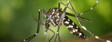 Esta conocida hierba usada en infusiones sirve también para que no te piquen los mosquitos cuando estés en la terraza o el jardín 