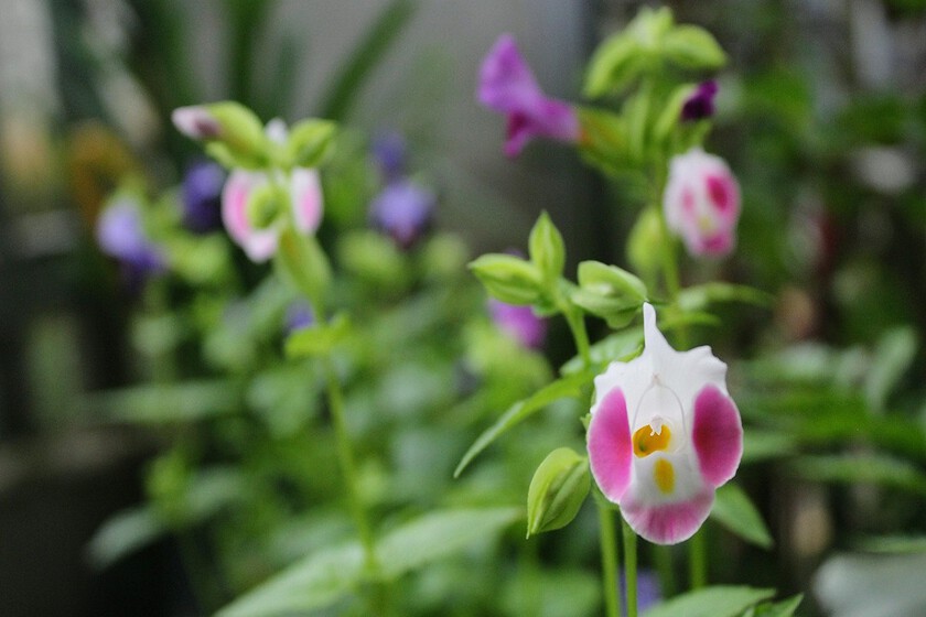 Cinco plantas de bajo mantenimiento para transformar por completo el
