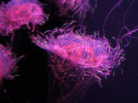 El ABC de las medusas: qué hacer (IV)