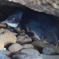 Los zorros estaban a punto de acabar con los pingüinos de esta isla en Australia, hasta que un granjero tuvo una idea: enviar perros a cuidarlos