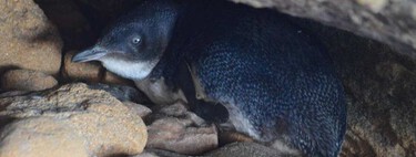 Australia tuvo una idea para salvar de la extinción a los pingüinos más pequeños del mundo: entrenar perros guardianes 