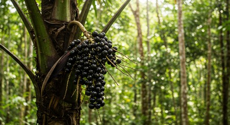 Açaí no pé