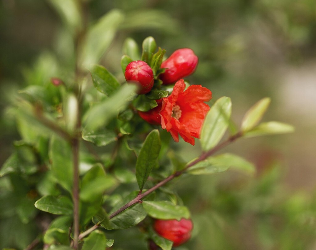 Aldi lanza mañana la planta con flor resistente al frío: es bonita y cuesta menos de 3 euros 