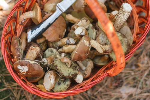 Buscar Setas Seguridad