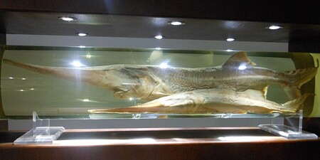 El pez de agua dulce con mayor masa alcanza los 300 kg, pero se extinguió en el año 2020