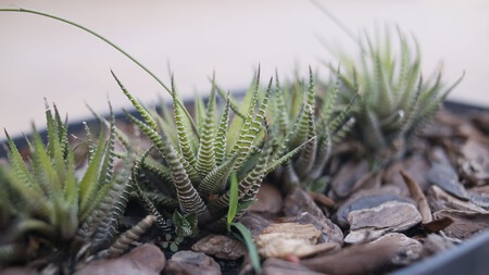 Cómo cuidar la planta cebra: la suculenta decorativa que puedes reproducir fácilmente en casa