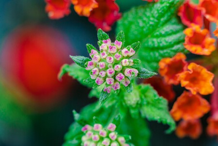 Pexels Jimbear 3864674