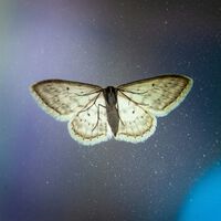 Descobrimos algo tão fascinante que é quase difícil de acreditar: as mariposas usam as estrelas para migrar 