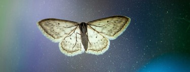 Descobrimos algo tão fascinante que é quase difícil de acreditar: as mariposas usam as estrelas para migrar 