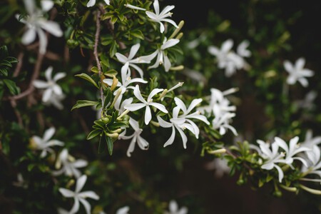 gardenia