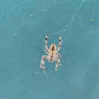 Mis padres se encontraron su aspirador lleno de "bichos negros": ahora no pierden de vista la bolsa