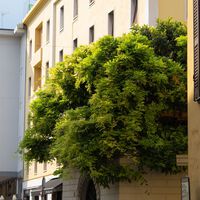 Las ciudades españolas están llenas de un árbol que lo ensucia todo de flores y frutos. Tienen una razón para estar ahí
