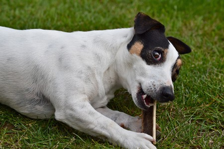Perro Dieta Barf Hueso Ultrafeliz