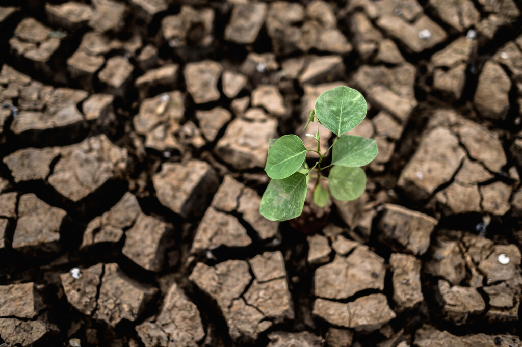 Por culpa del cambio climático, para 2100 perderemos cada año en cultivos el equivalente a lo que comen 2.000 millones de personas