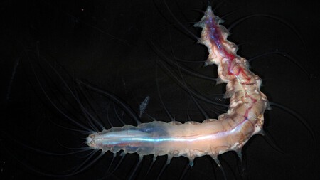 Um dos habitantes do apartamento compartilhado do verme: Poliquetas. (Fonte da imagem: JAMSTEC).