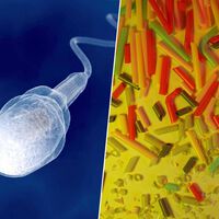 Alguien ha declarado la guerra a los microplásticos: su plan es “lavar” el semen y rejuvenecer desde los testículos