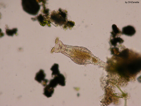 Esta microscópica criatura ha sobrevivido 24.000 años a la congelación en el permafrost siberiano
