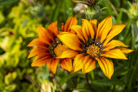 GAZANIA