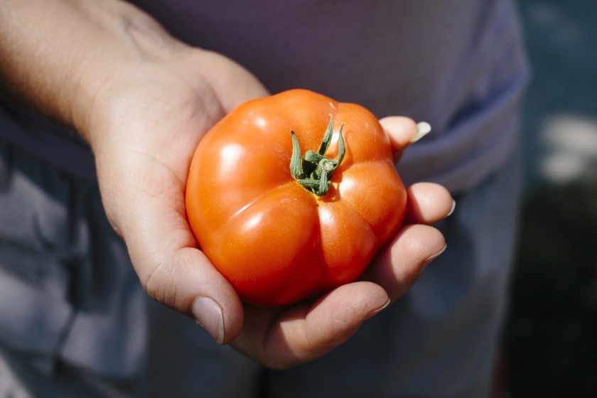 So as peitudas tranzando Como aproveitar tomates maduros