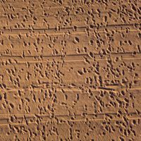 “No hay nada tan viejo”. Unas huellas de hace 22.000 años dicen que los vehículos son el invento más antiguo de la humanidad, incluso más que la agricultura