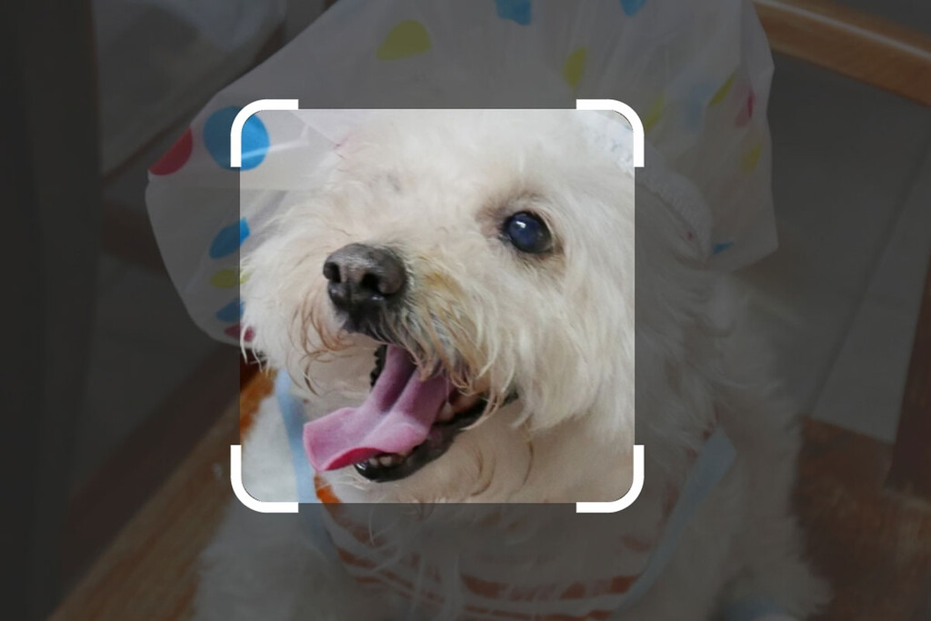 Google Lens añade su propia galería para analizar las fotos que tienes en el móvil