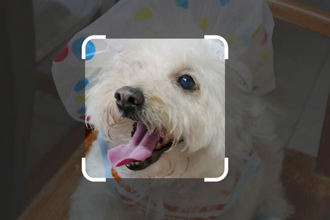 Googlelens
