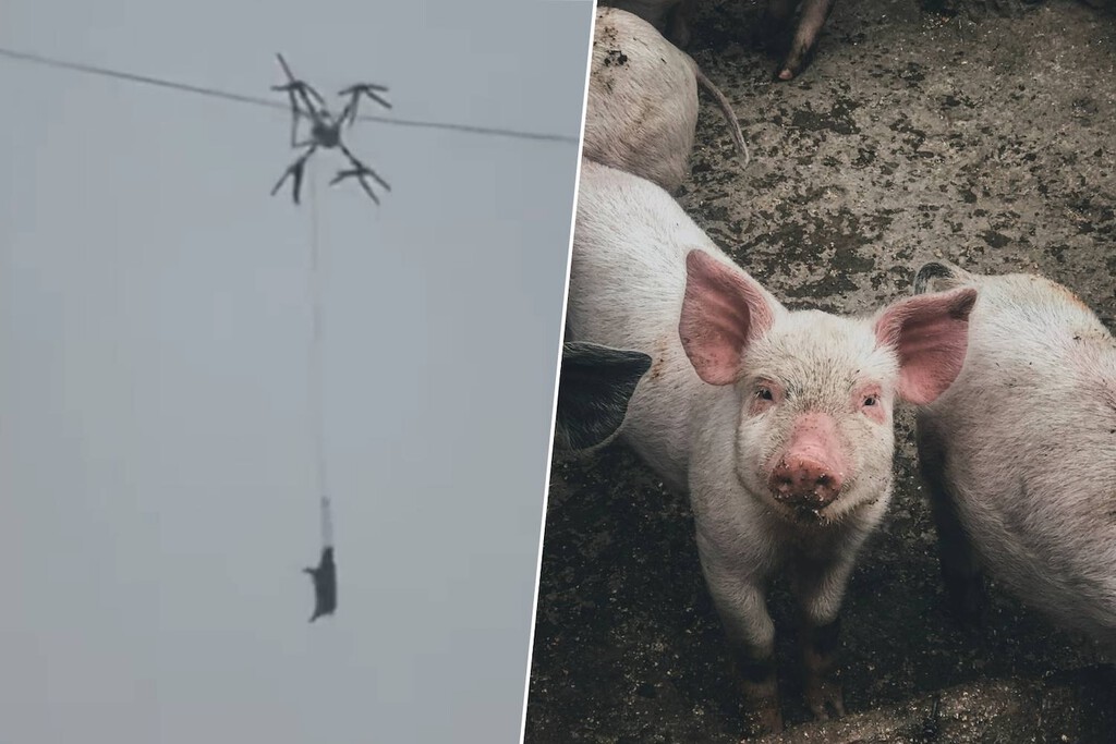 En China hubo un apagón de varias horas que dejó a miles de personas sin luz. El motivo: un cerdo volando en un drone 
