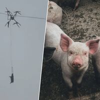 Un granjero chino quiso bajar sus cerdos de la montaña en drone. Lo que siguió después fue un apagón de diez horas 