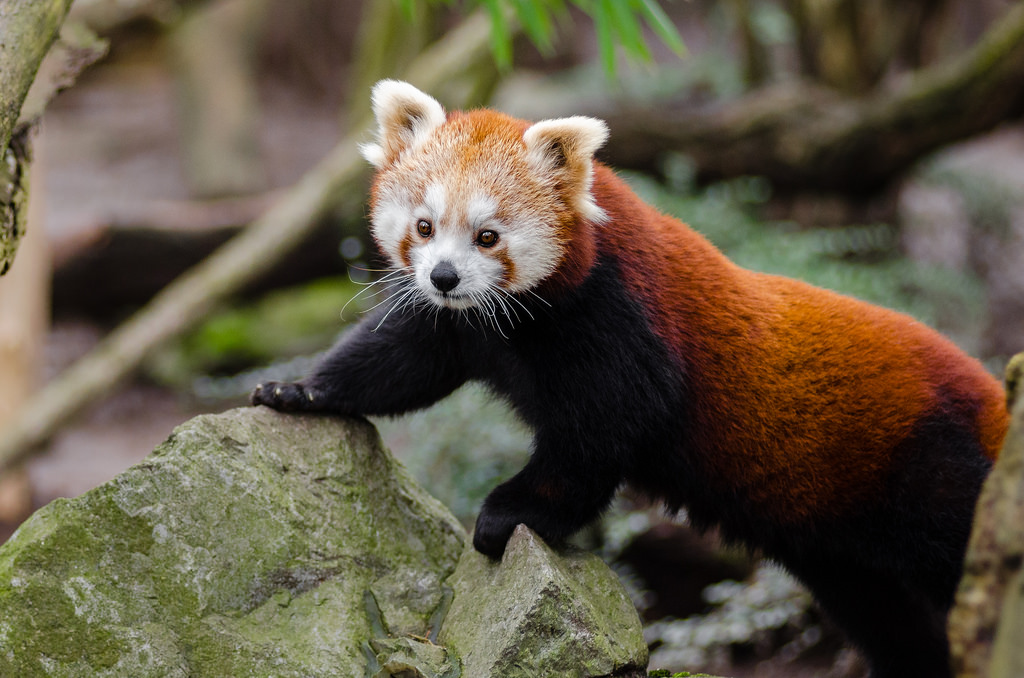 Animales Bonitos En Peligro De Extinción