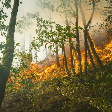 Si no llueve, es malo para los incendios; si llueve, también es malo para los incendios: la gran paradoja española de riesgo forestal 