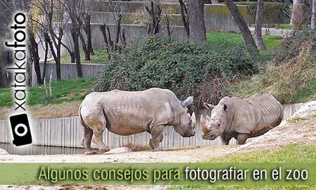Fotografiar en el zoo y reservas de animales