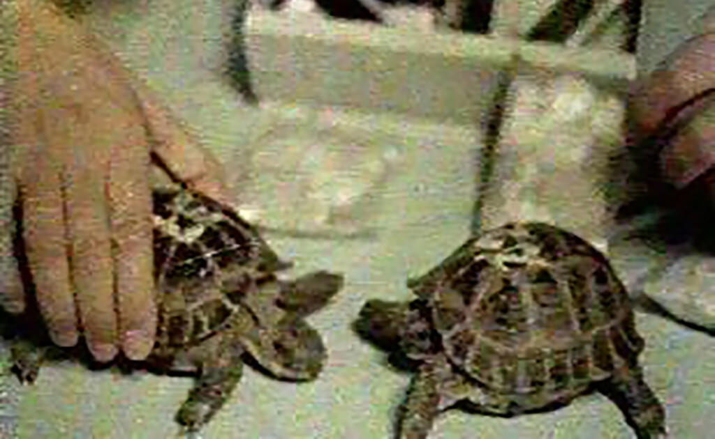 En 1968 la Unión Soviética lanzó dos tortugas al espacio. Lo más increíble es que las dos volvieron para contarlo