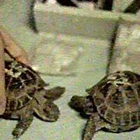 En 1968 la Unión Soviética lanzó dos tortugas al espacio. Lo más increíble es que las dos volvieron para contarlo