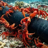 A Ilha Christmas tem 1.500 habitantes e 120 milhões de caranguejos; o Google acredita que seja o local ideal para instalar um novo cabo submarino 