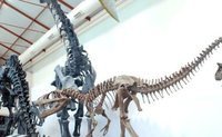 Al Museo de Ciencias Naturales de Madrid con los niños