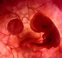 El estrés causa más abortos de fetos masculinos que femeninos