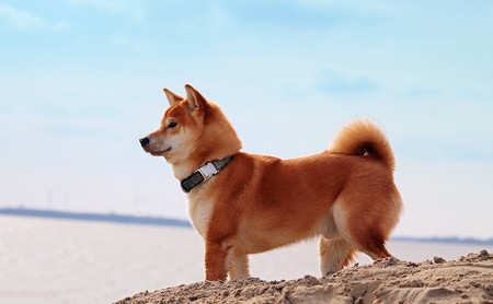 Las mejores webs para los amantes de los animales