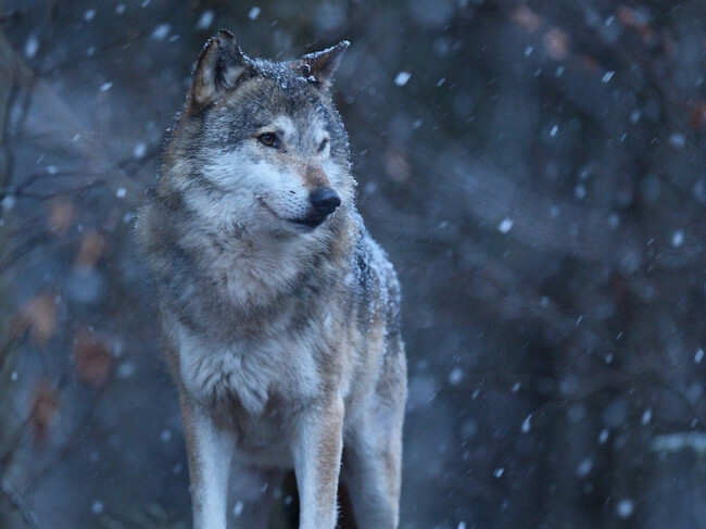 Bruselas Lobo Estatus