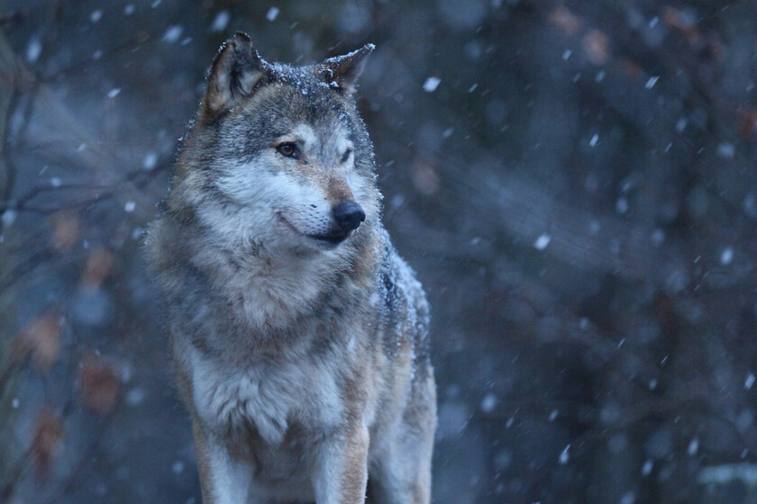 El lobo ya no es para Bruselas un animal "estrictamente protegido": qué significa para la especie