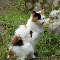 La ciencia resuelve el misterio de los gatos calicó machos, tras 120 años de incertidumbre 