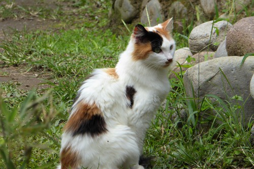 La ciencia resuelve el misterio de los gatos calicó machos, tras 120 años de incertidumbre
